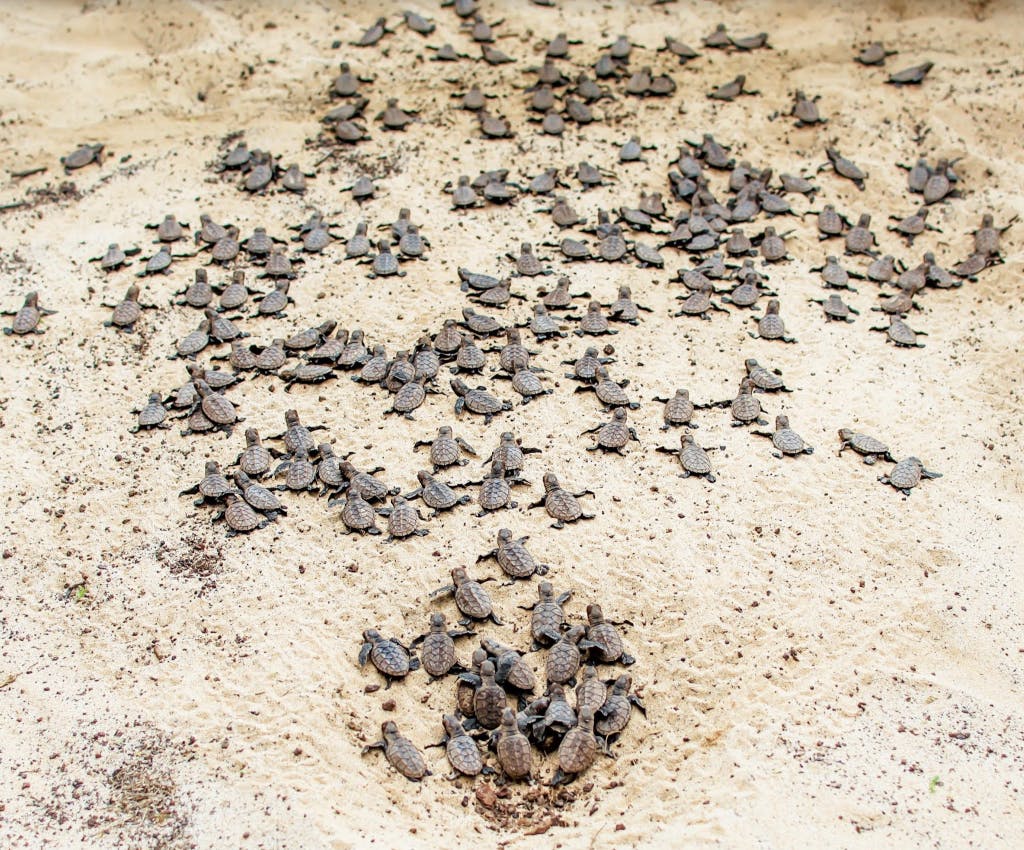 Endangered hawksbill turtles, also known as honu ‘ea or ʻea, are known to nest along the shoreline in Mā‘alaea fronting North Kīhei Road on Maui. PC: courtesy Hawai‘i Wildlife Fund, US Fish & Wildlife Service and Mahi Pono.