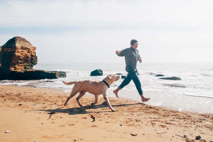 11 Best Dog Friendly Vacations In California