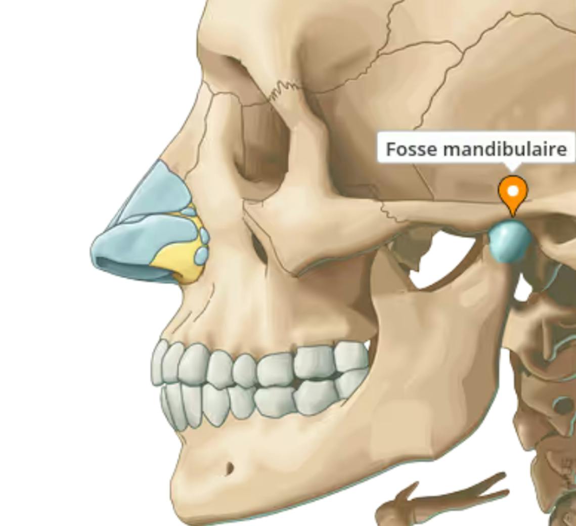 Structure osseuse de la mandibule