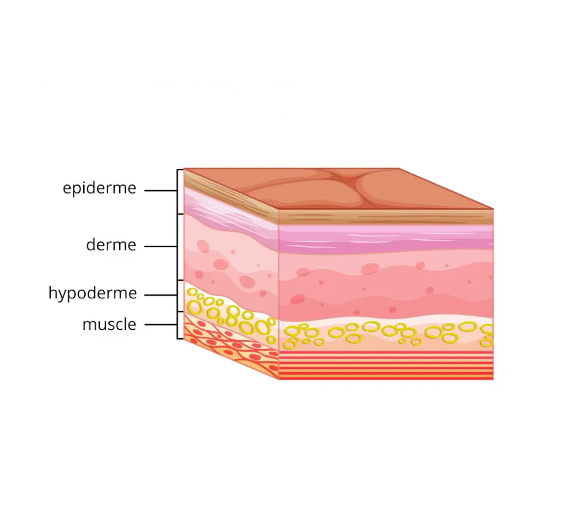 comprendre la structure de la peau | epiderme, derme, hypoderme