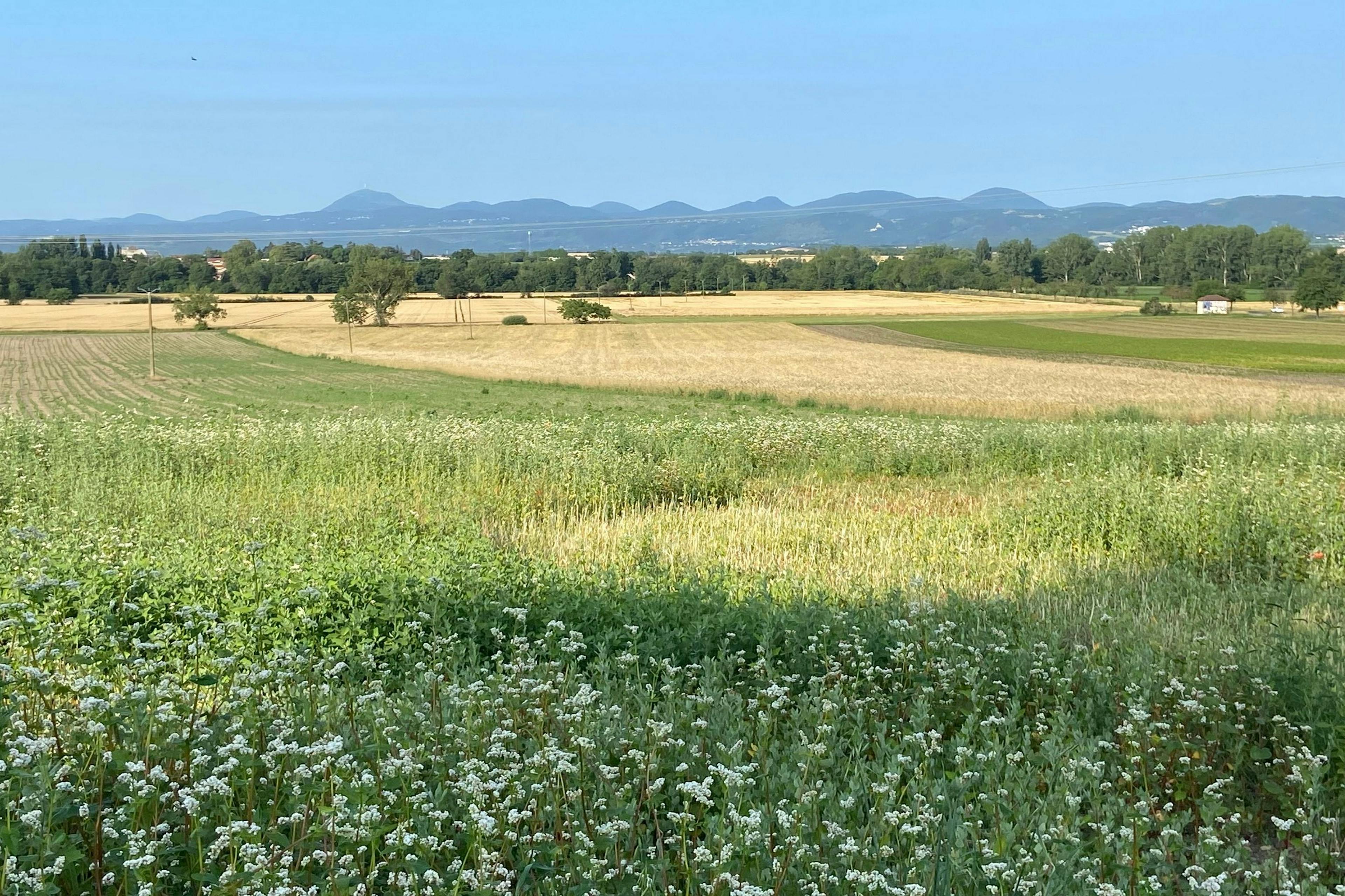 Terrains bornés et viabilisés le Cheix sur Morge