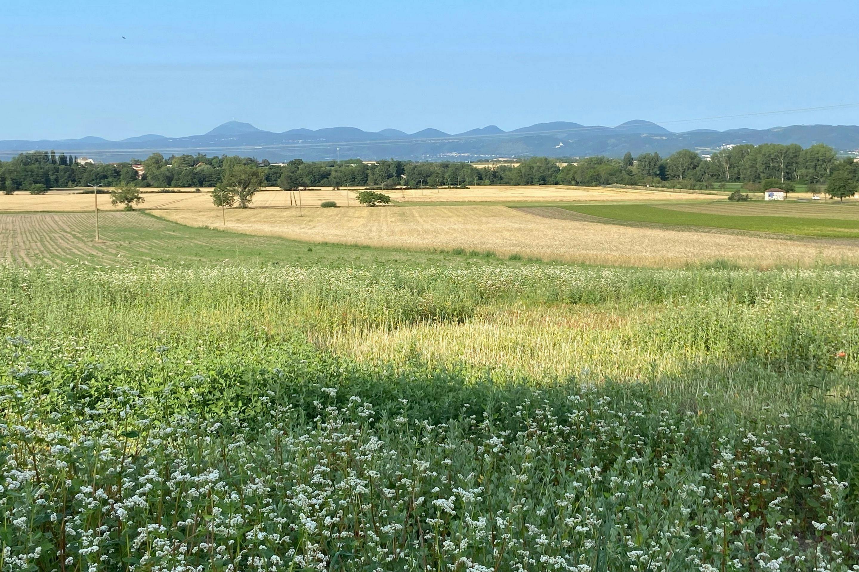Terrains bornés et viabilisés le Cheix sur Morge