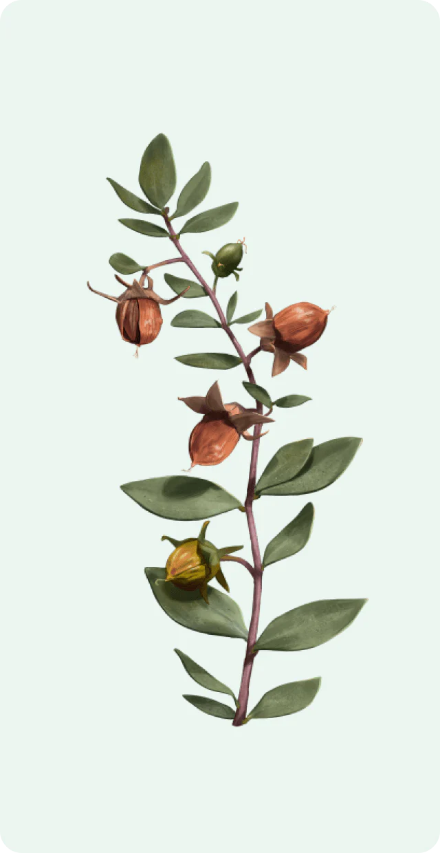 Weleda - Explore the Open Garden - Makemepulse