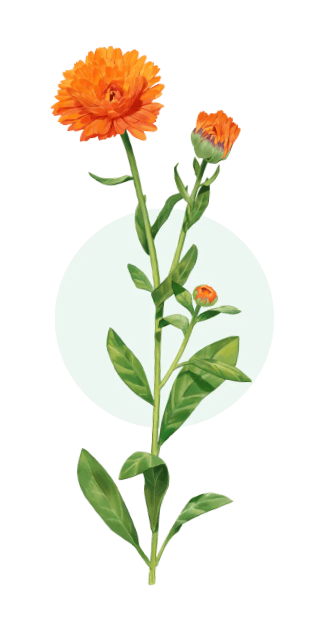 Weleda - Explore the Open Garden - Makemepulse