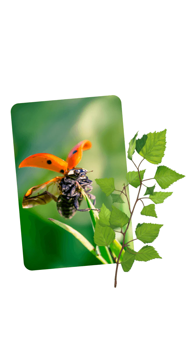 Weleda - Explore the Open Garden - Makemepulse