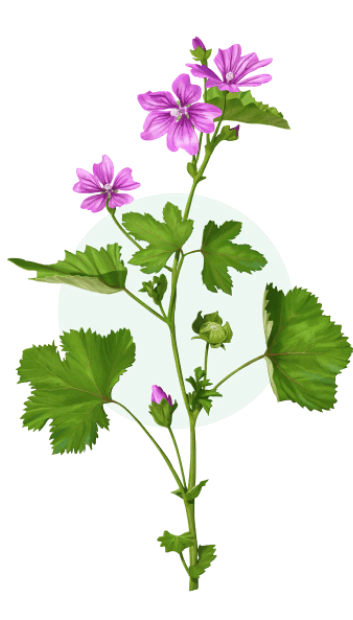 Weleda - Explore the Open Garden - Makemepulse