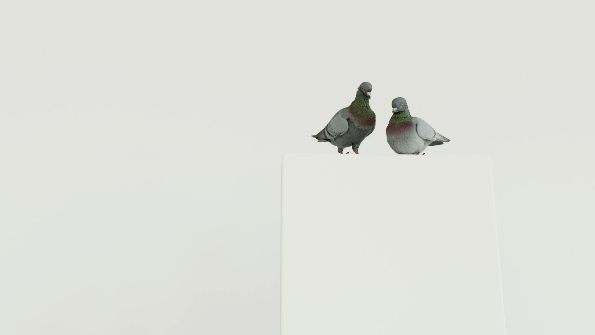 DIRECT TV’s anxious pigeons - Makemepulse