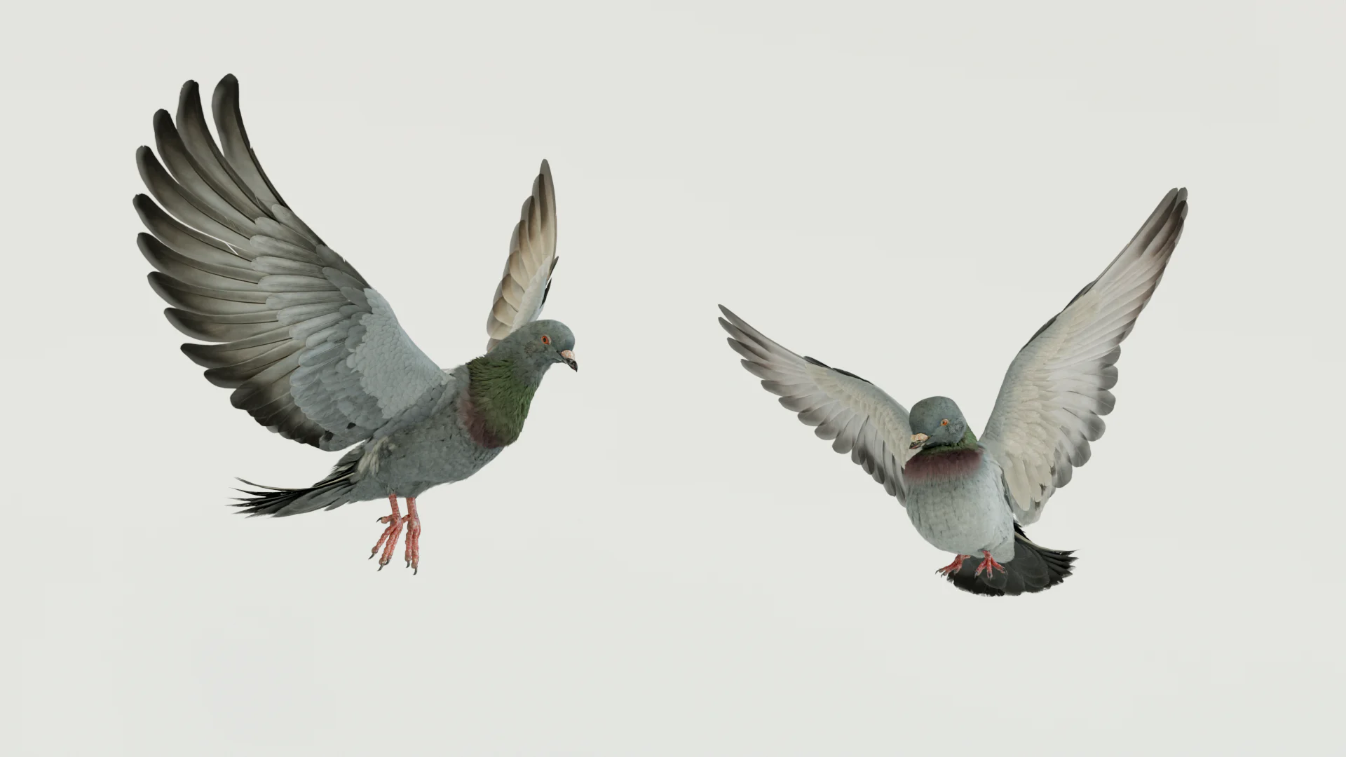 DIRECT TV’s anxious pigeons - Makemepulse