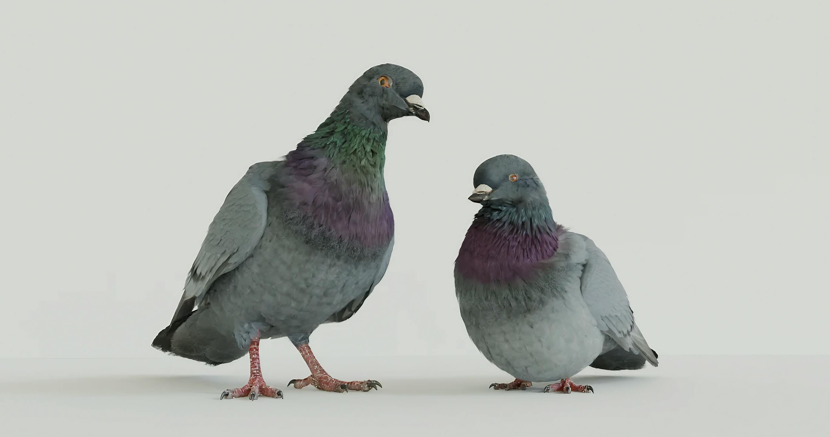 DIRECT TV’s anxious pigeons - Makemepulse