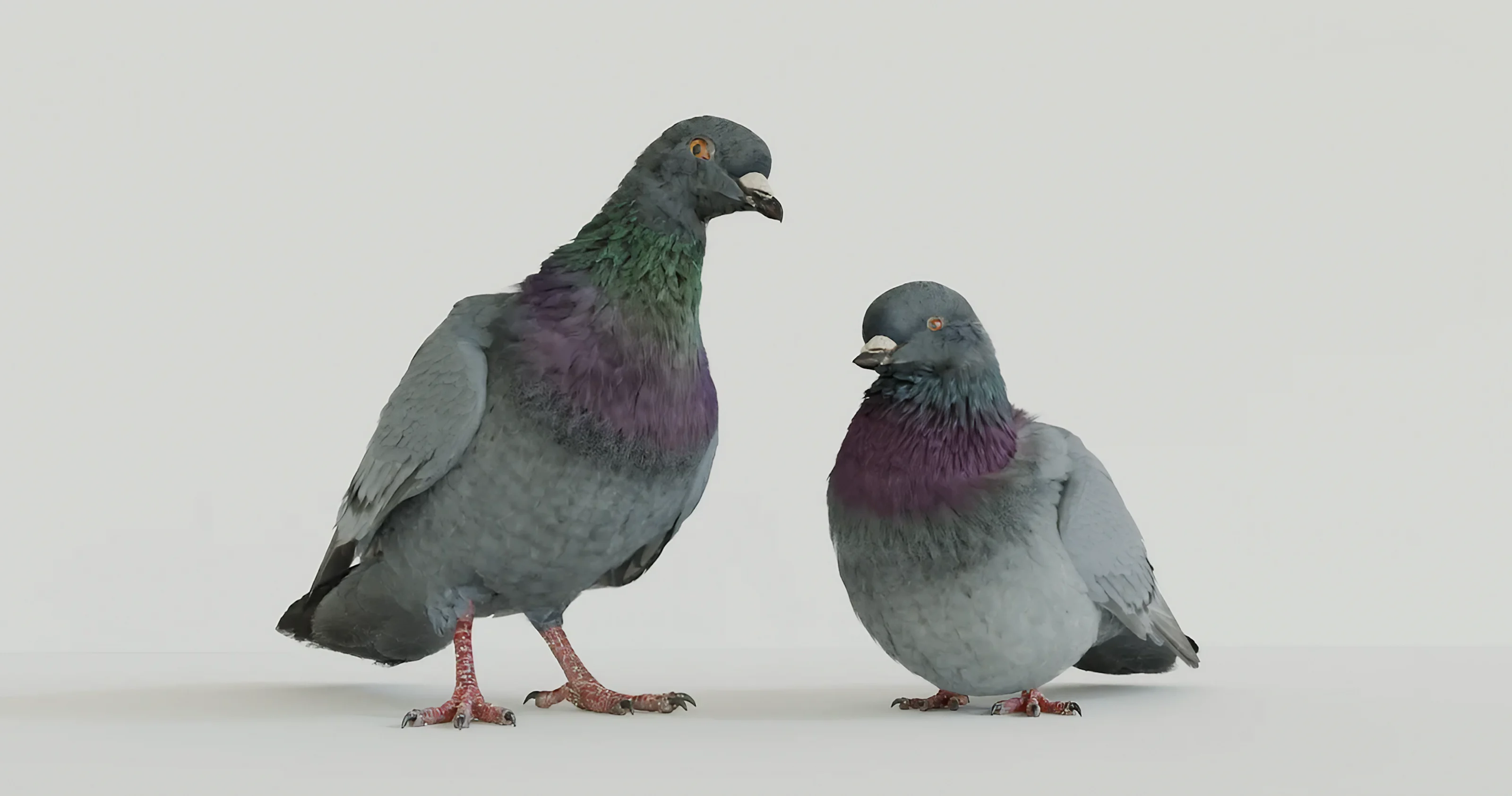 DIRECT TV’s anxious pigeons - Makemepulse