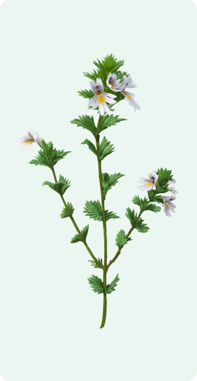 Weleda - Explore the Open Garden - Makemepulse