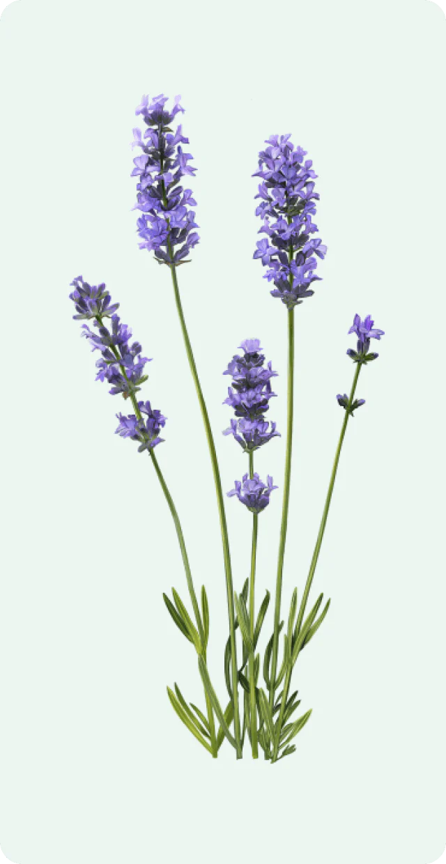 Weleda - Explore the Open Garden - Makemepulse