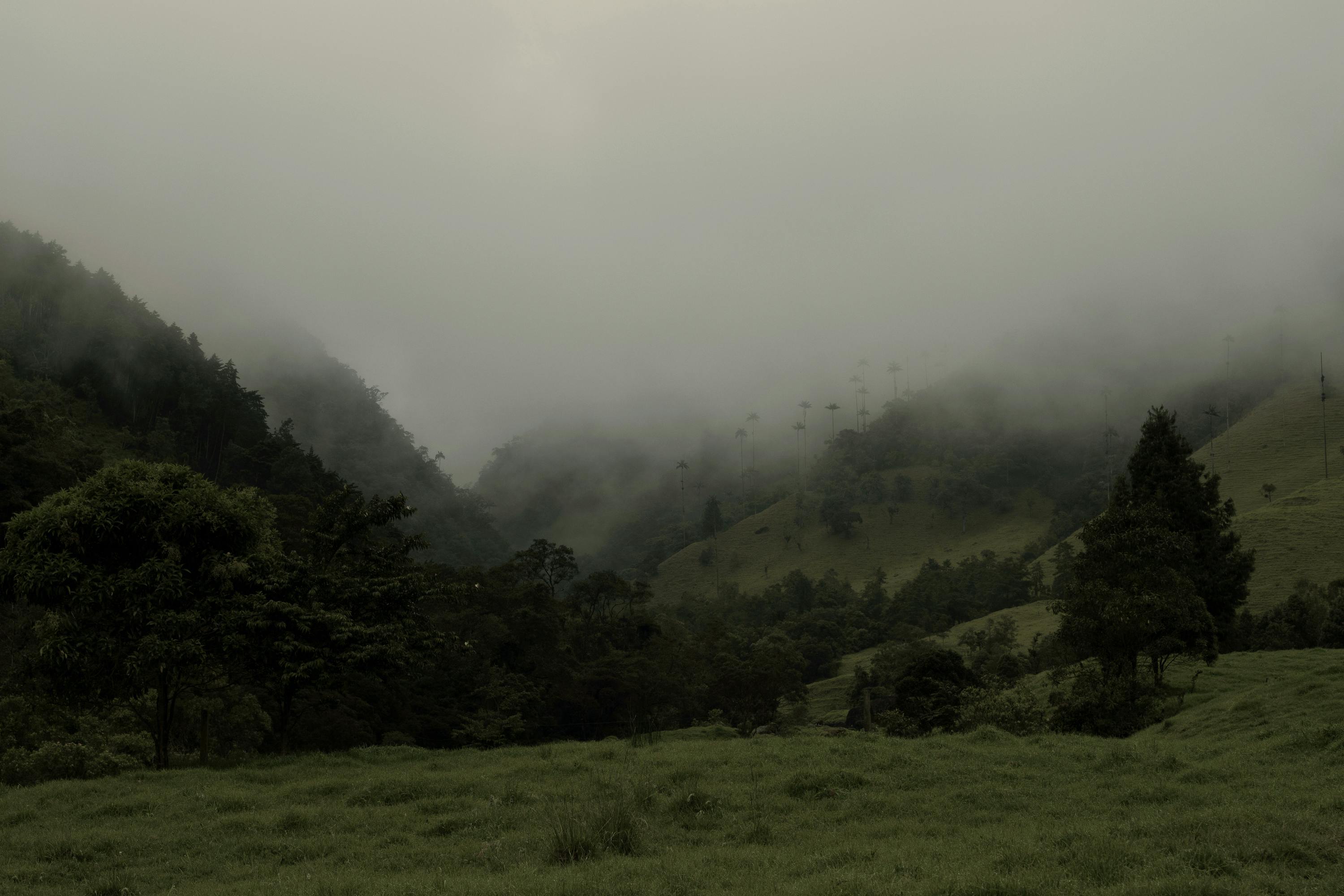 A foggy hillside in grays and dark greens.
