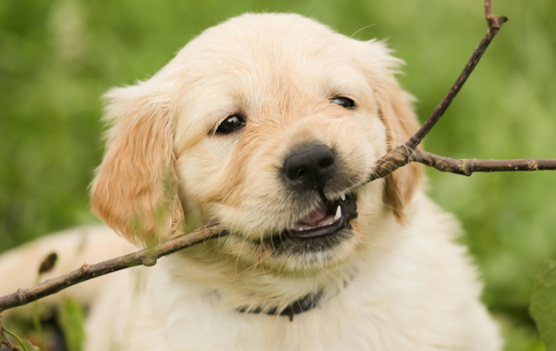 Puppy with stick in its mouth