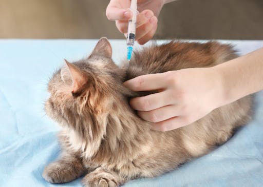 Cat getting injection at the vet