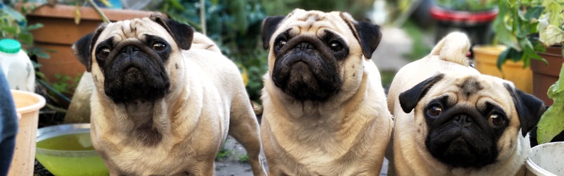 Pugs waiting for lunch at a dog friendly restaurant