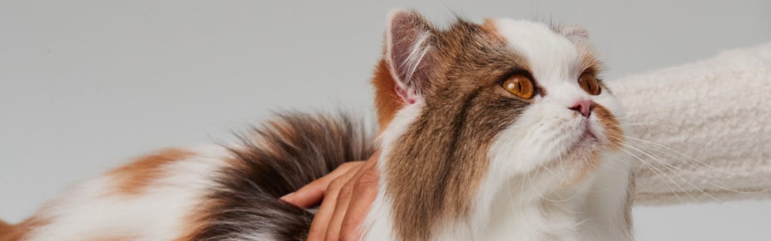 Cat being pet and looking up at its owner