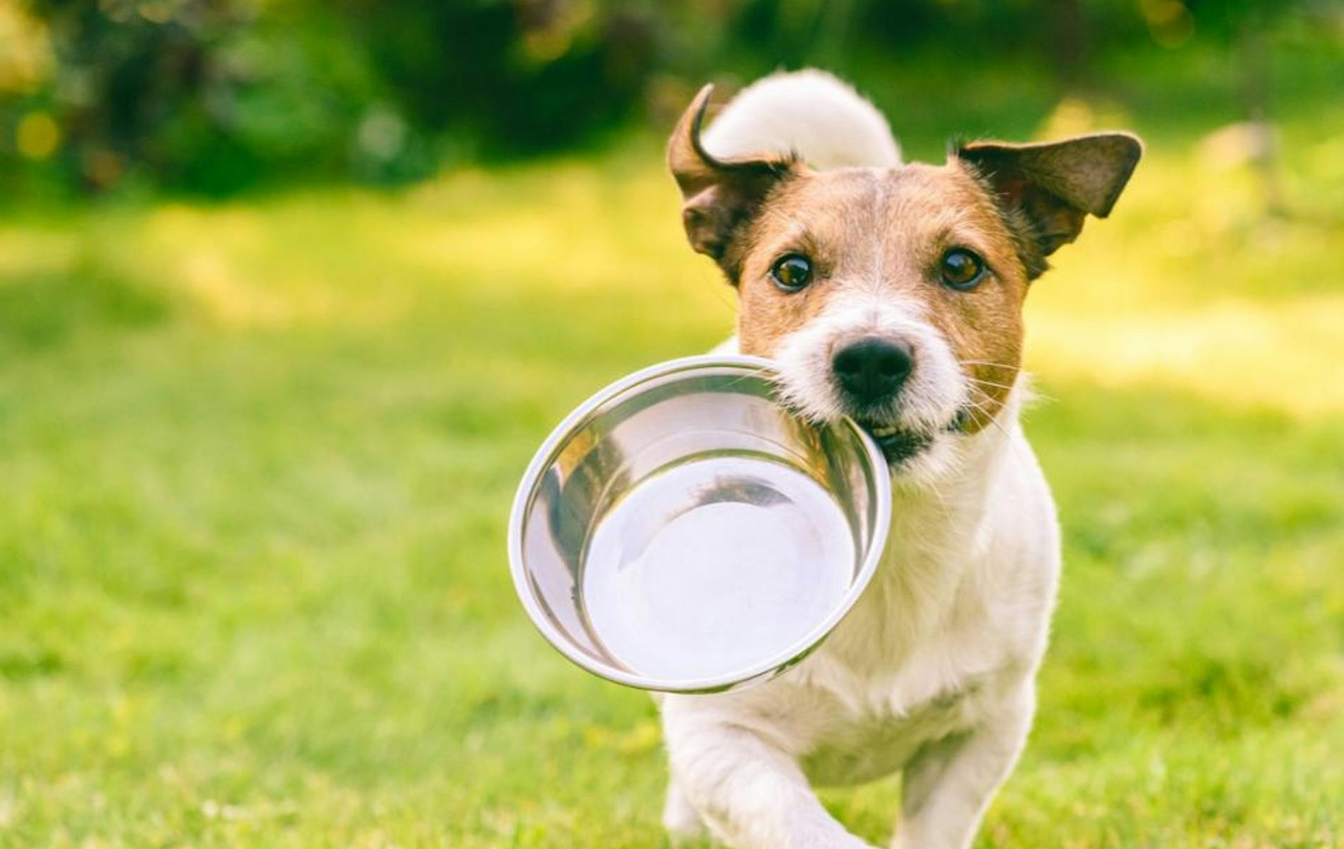 Dog with empty food bowl in mouth