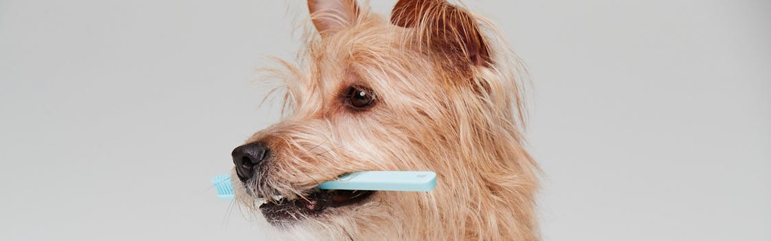 Dog holding toothbrush