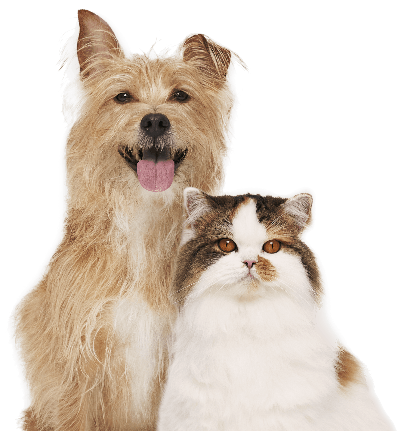 Golden Terrier and Fluffy Cat Waiting to Get Pet Insurance