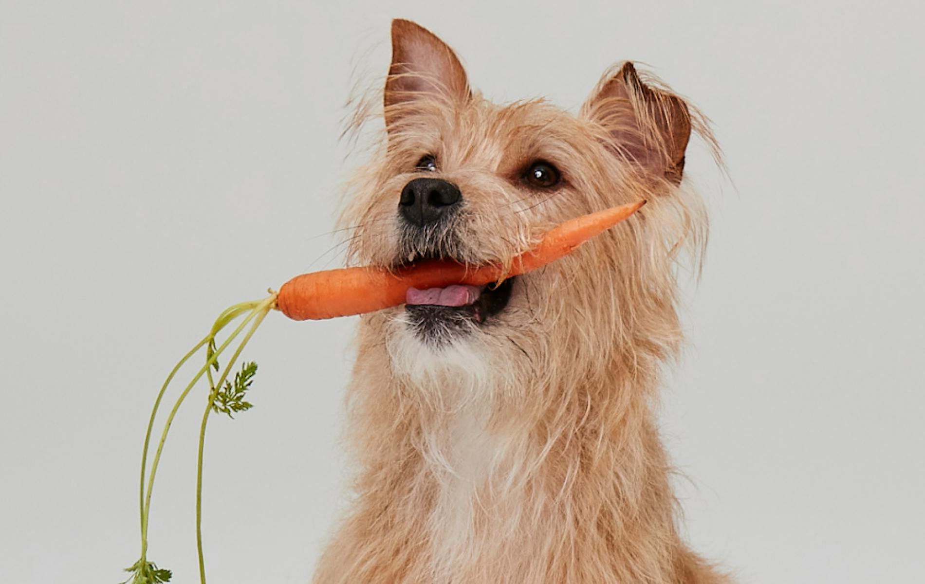 Terrier holding a carrot 