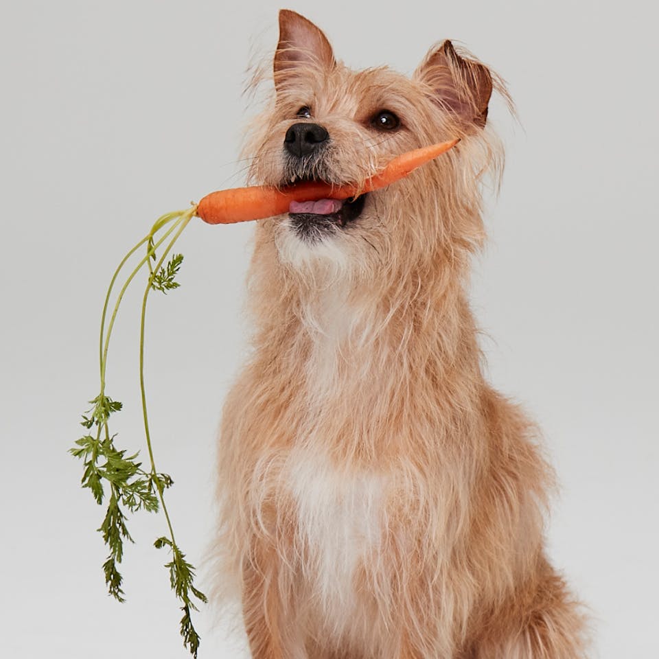 Terrier holding a carrot