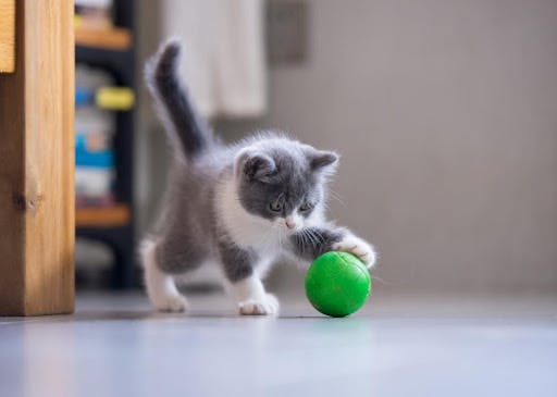 Cat playing with ball