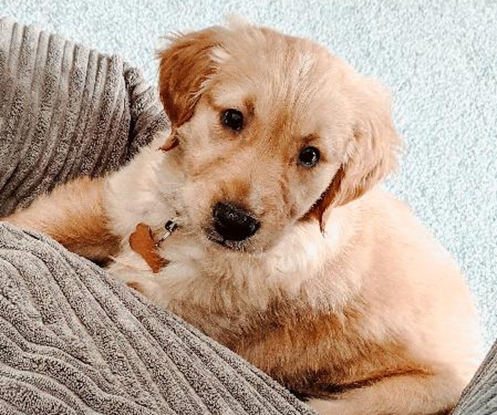 Golden Retriever Puppy