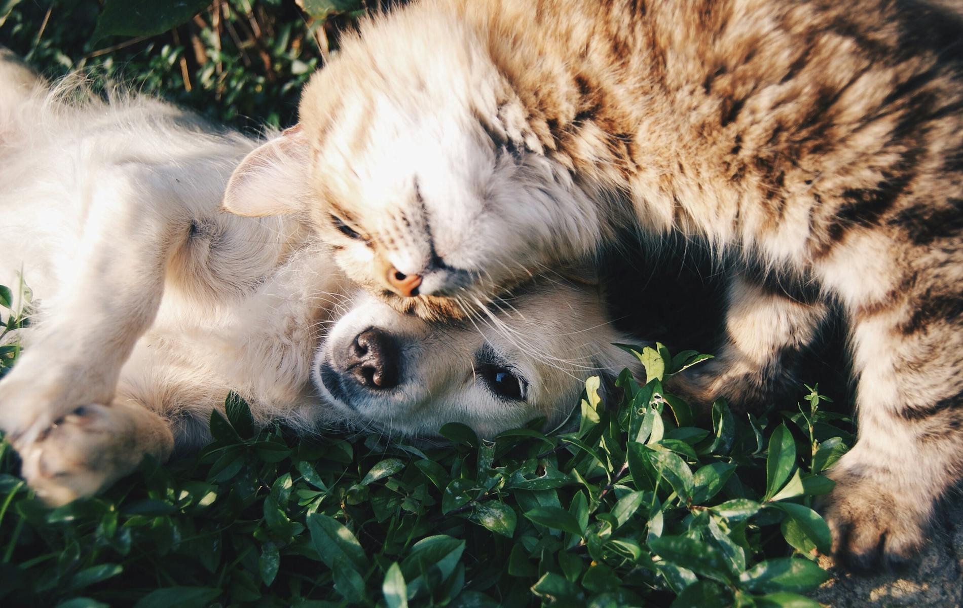 Cat and dog nuzzling