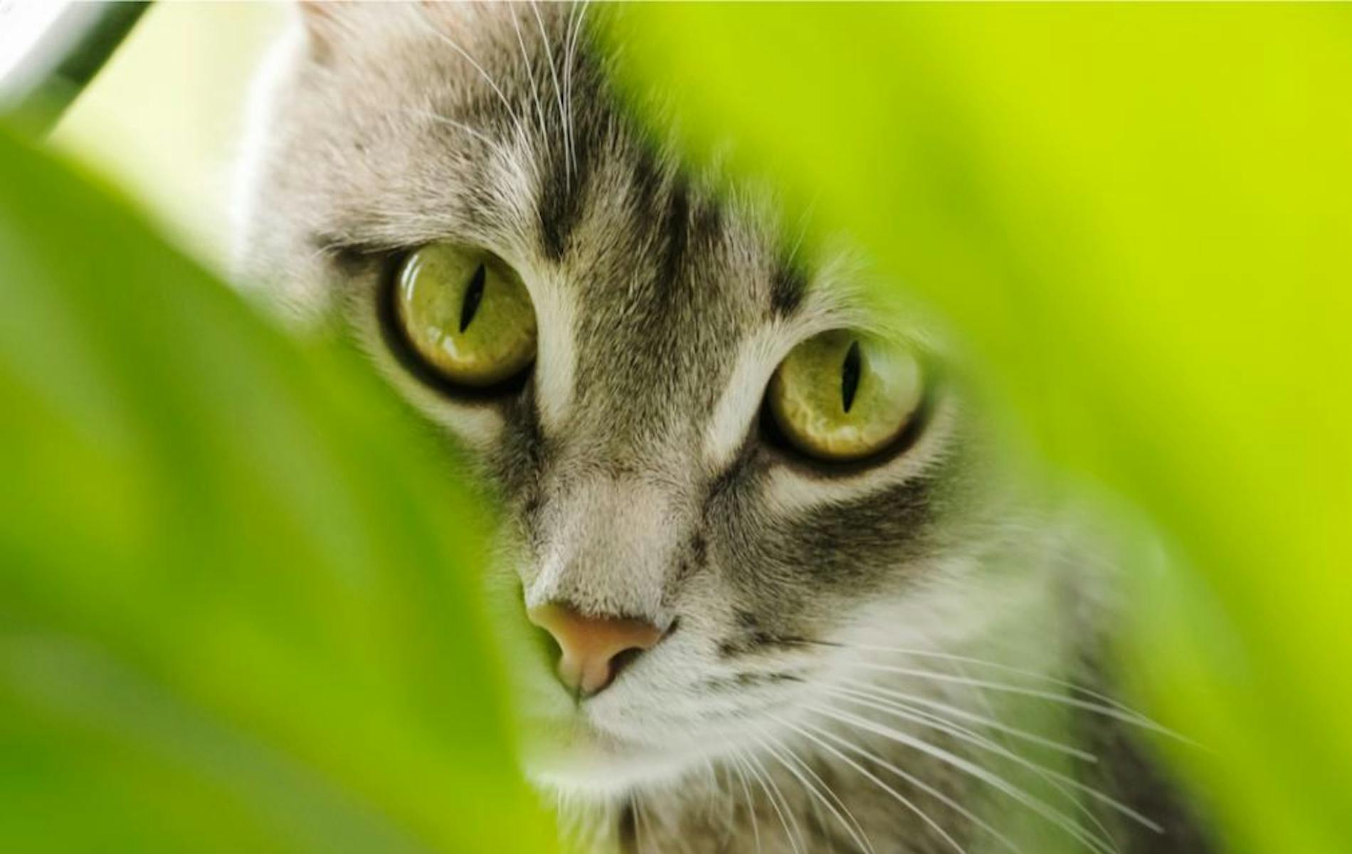 Cat Looking Through Plant Leaves
