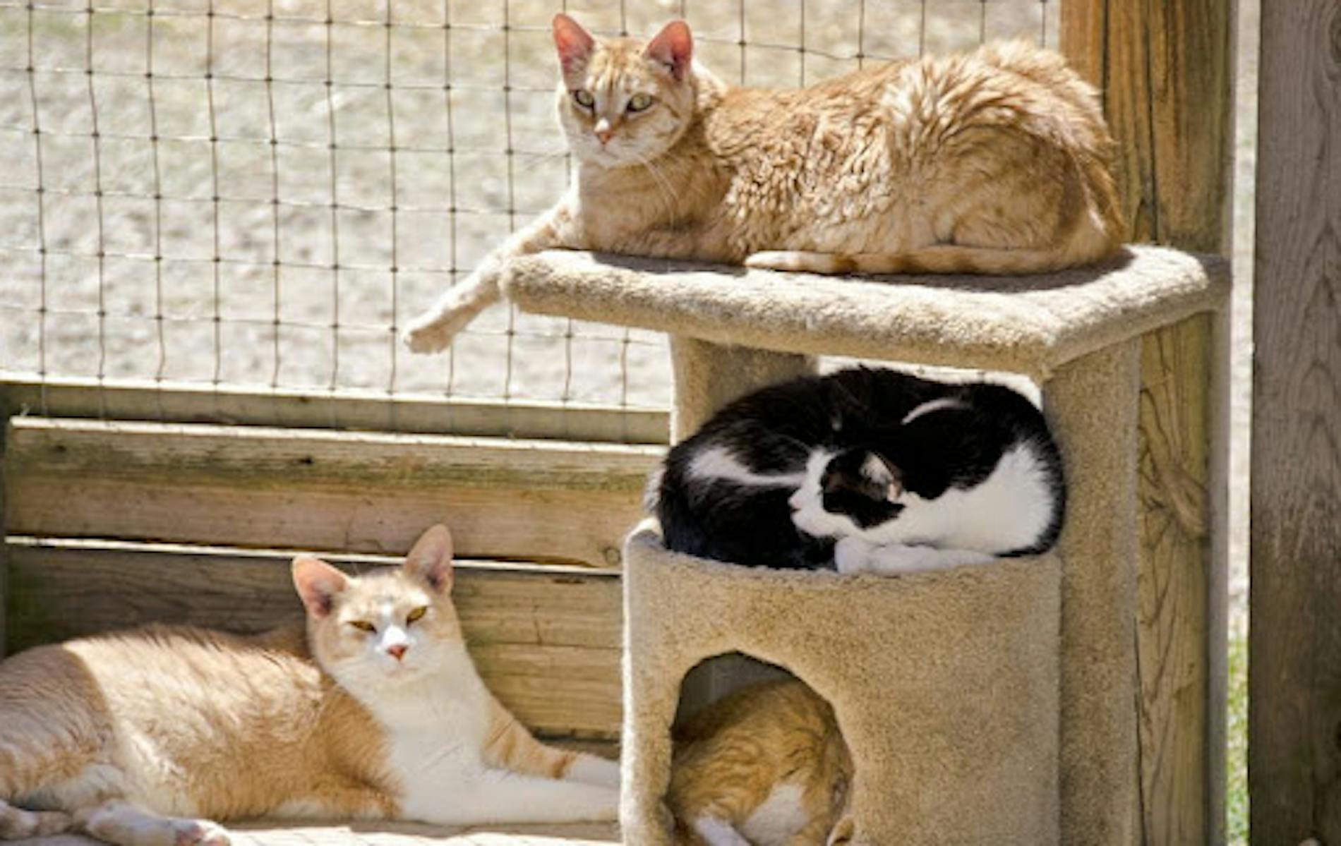 Cats in kennel