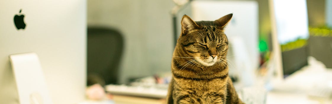 Cat sitting on a laptop