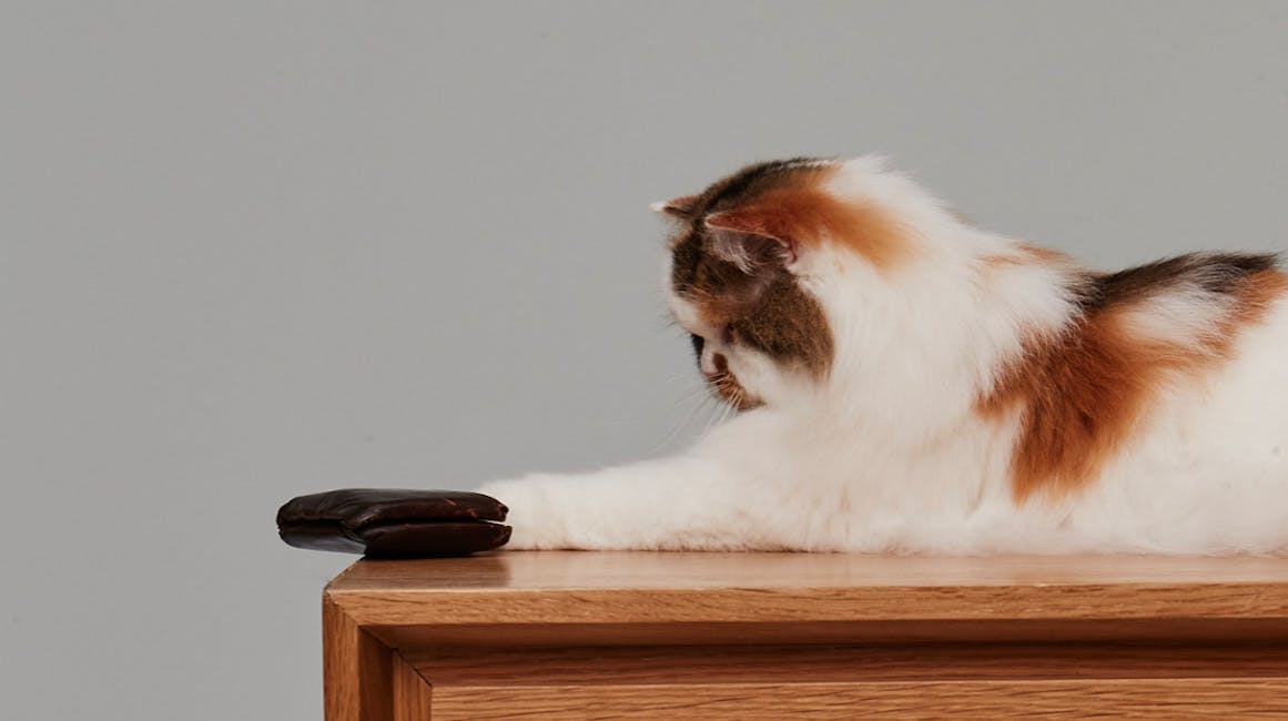 Cat pushing a wallet off a credenza 