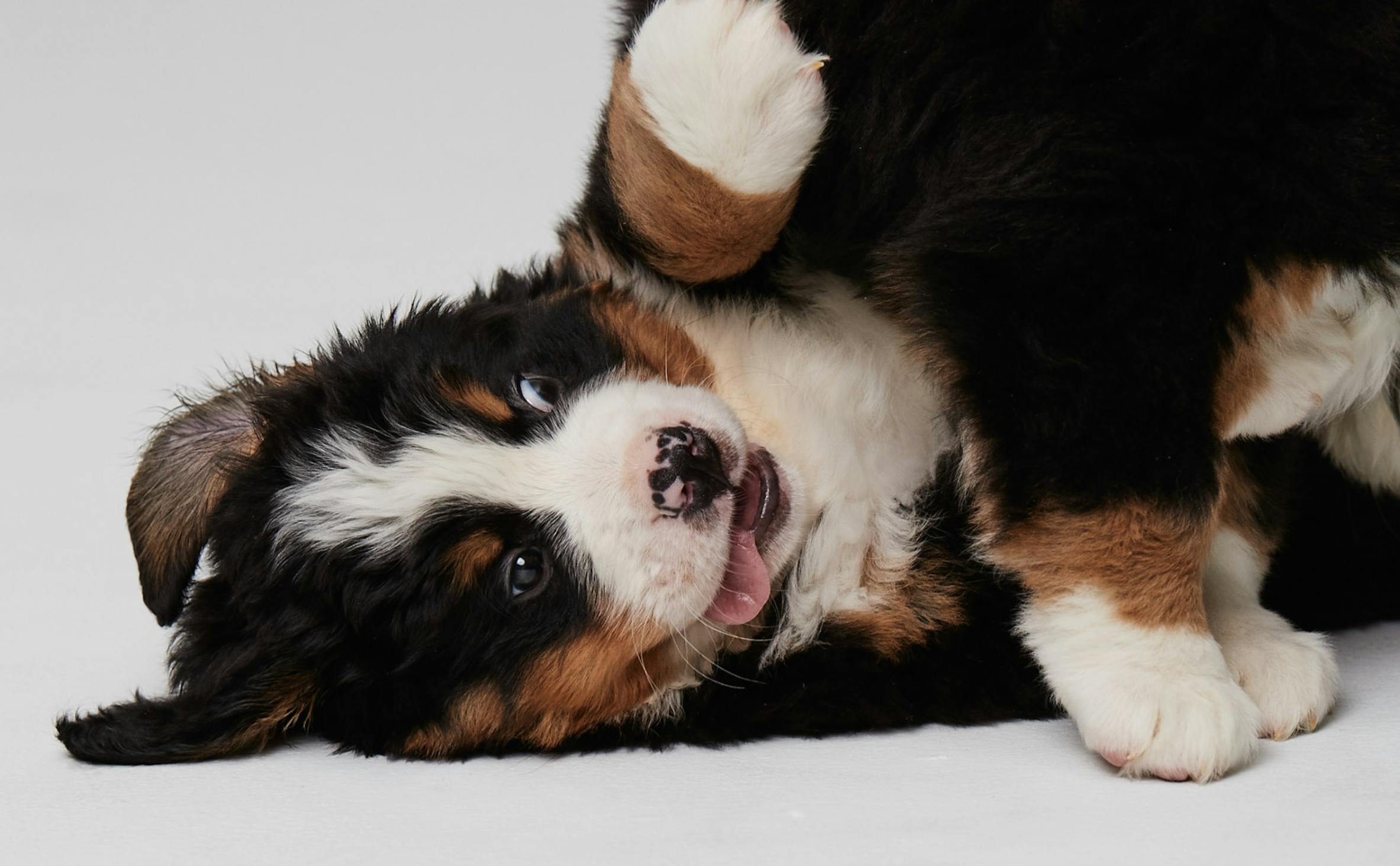 How Long Should I Leave My Dog Alone?