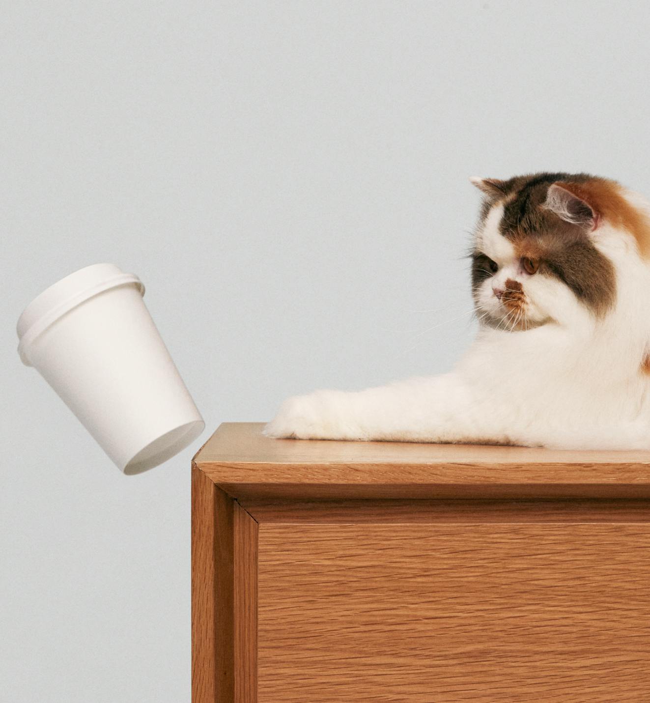 Cat pushing over a cup