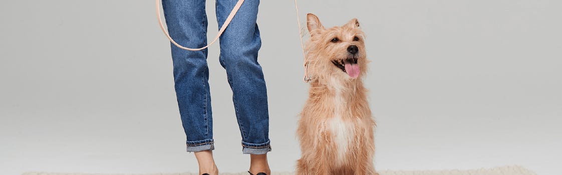Dog waiting with owner
