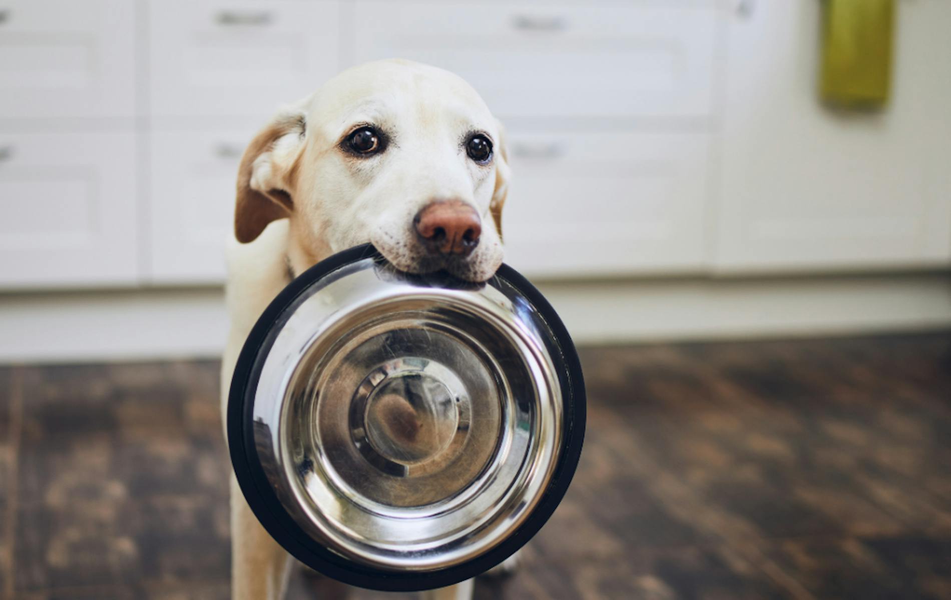 Dog with food bowl in its mouth
