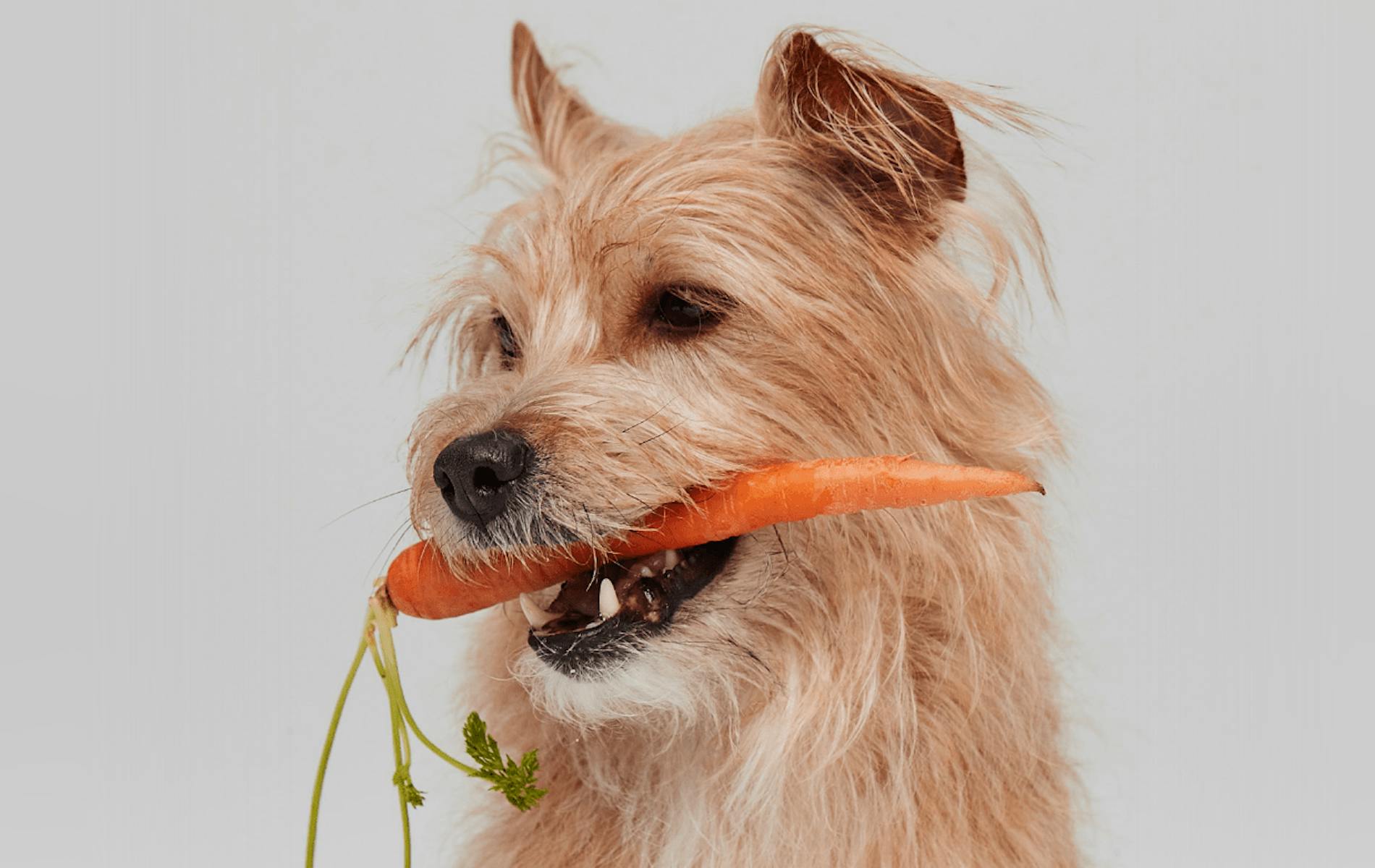 Dog with carrot in its mouth