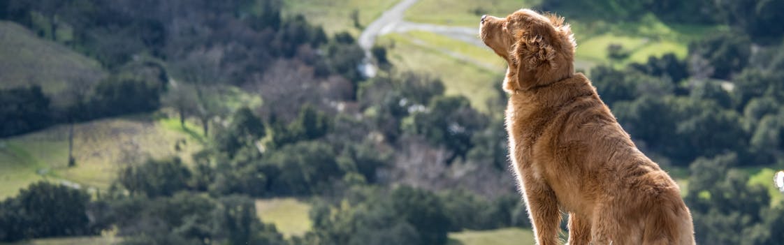 Dog overlooking hills