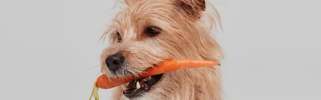 Dog with carrot