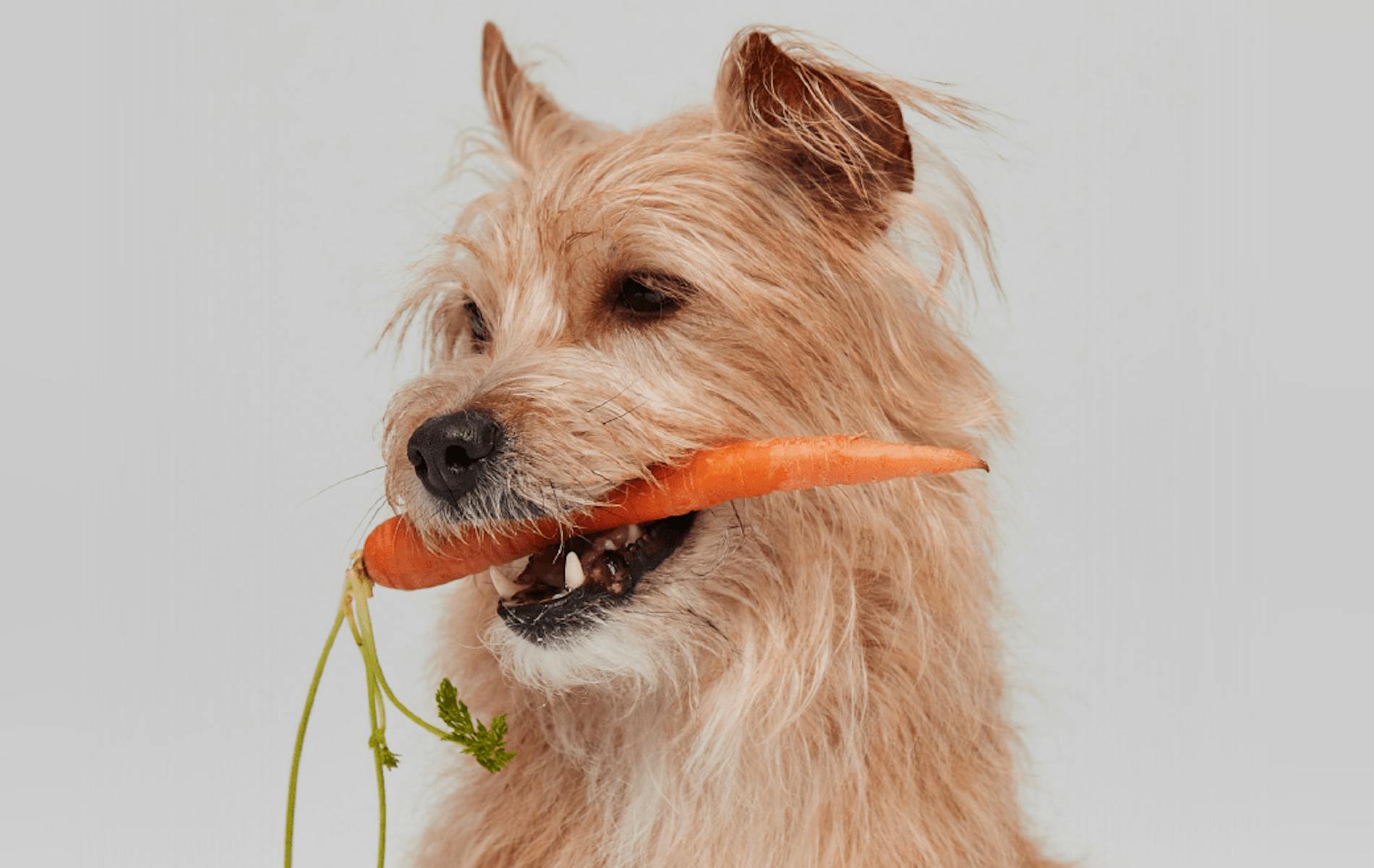 Pup with carrot in its mouth