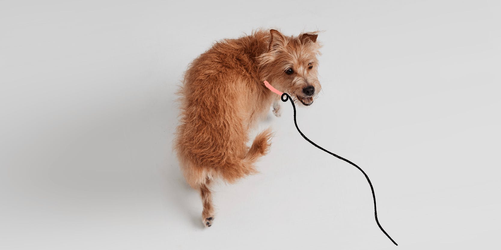 How Long Should I Leave My Dog Alone?