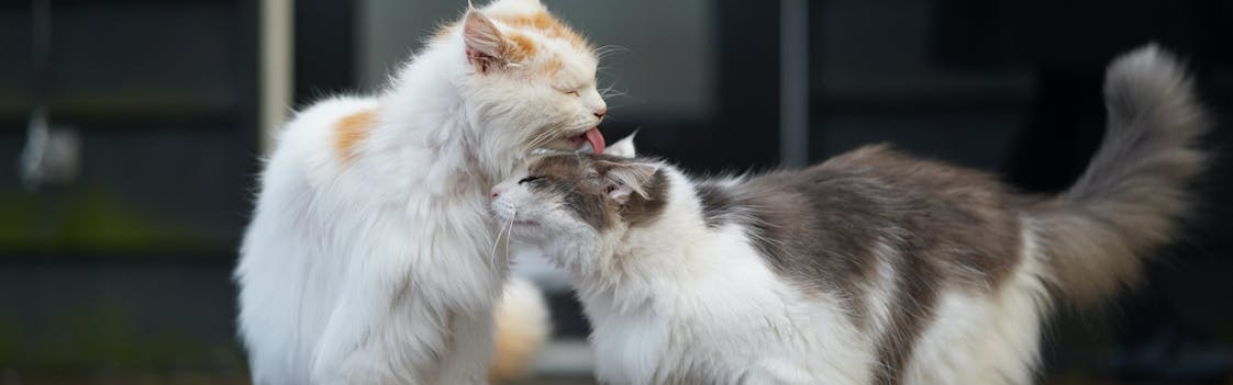 Cats making friends