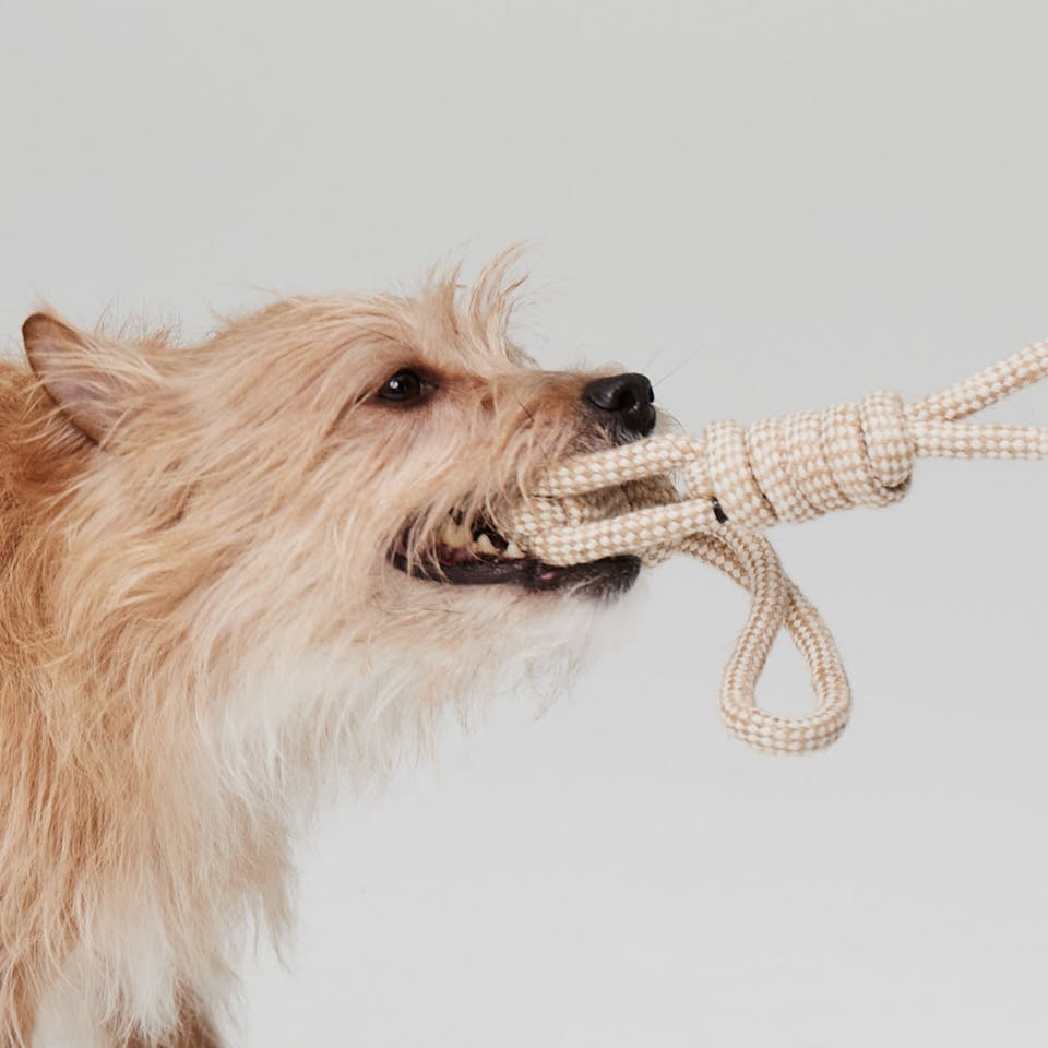 Dog playing tug of war