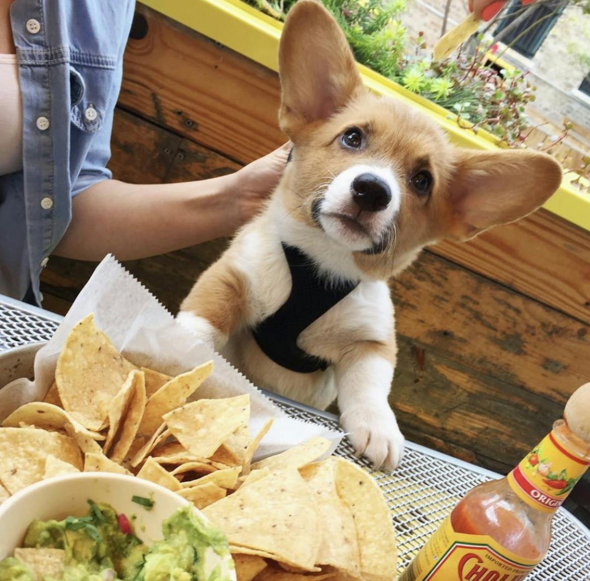 14 DogFriendly Bars and Restaurants in Chicago