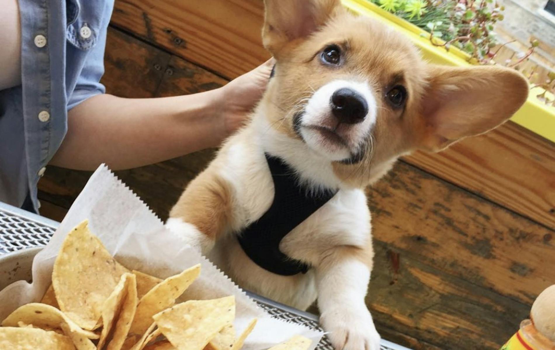 Corgi Puppy Sitting at a Dog-Friendly Restaurant