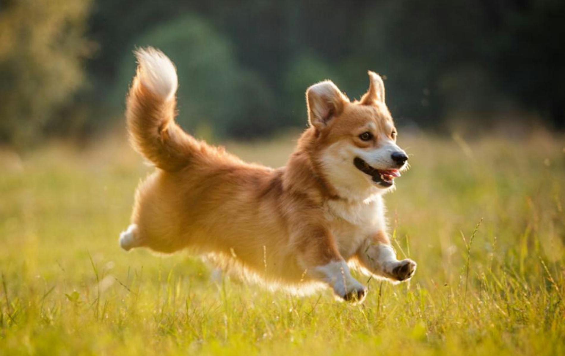 Dog running happily through field