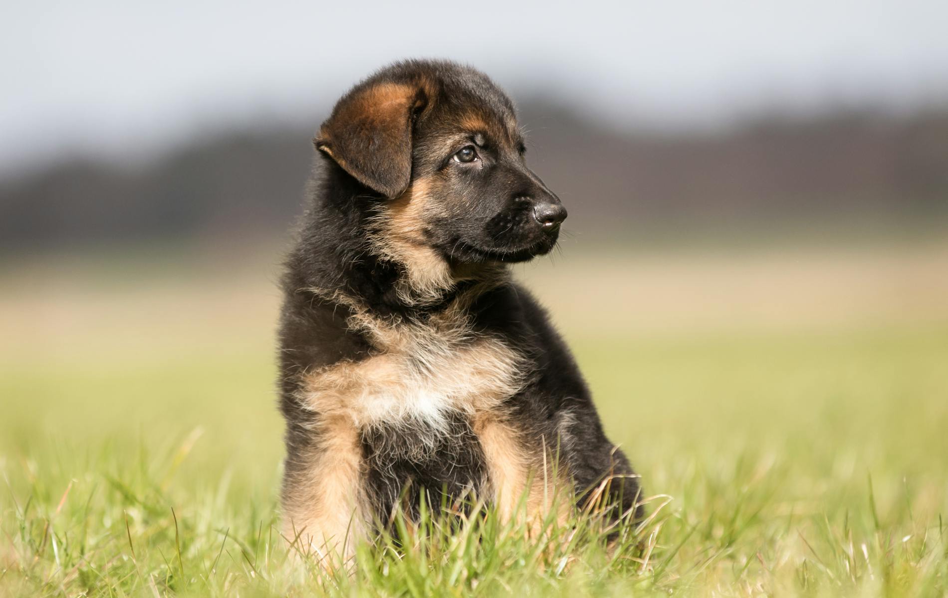 Puppy in field looking to the side