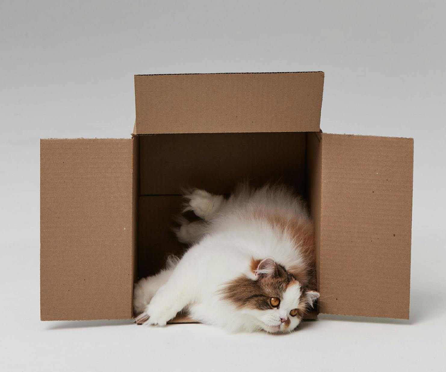 Cat Laying in a Box