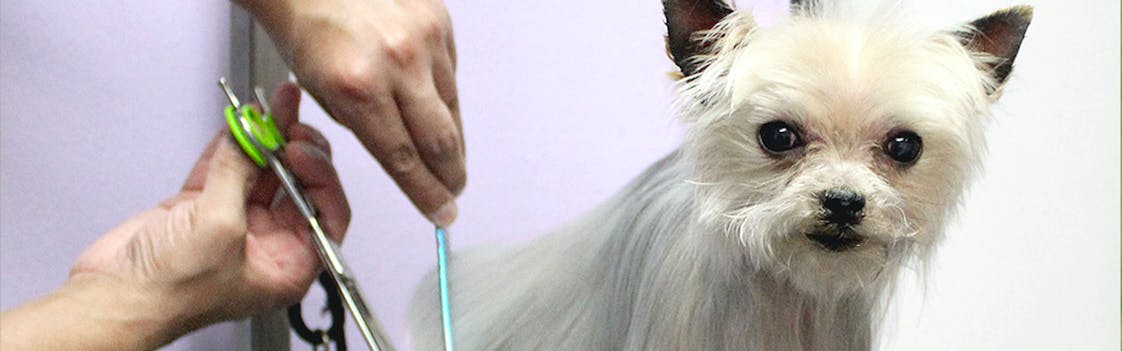 Dog Groomer in Houston, Texas